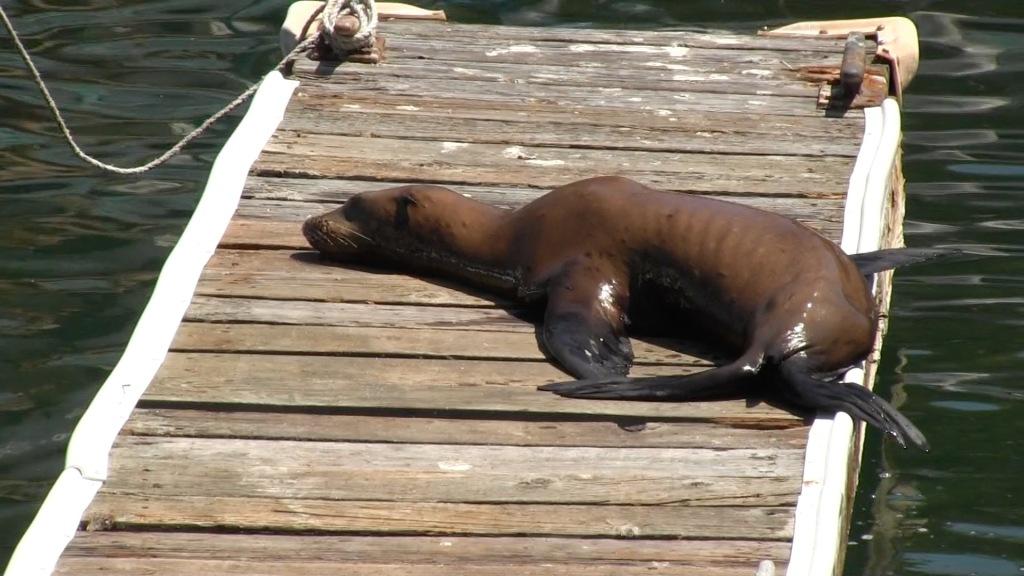 S.O.S (Save Our Sea lions)